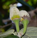 Hibiscus elatus