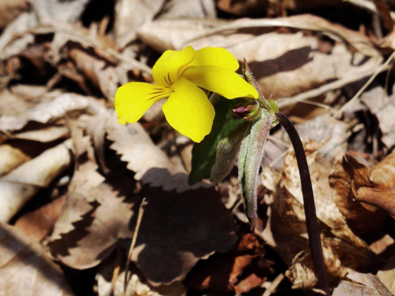 Изображение особи Viola orientalis.