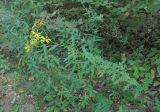 Senecio grandidentatus. Цветущее растение. Краснодарский край, Абинский р-н, обочина небольшой дороги. 02.09.2016.