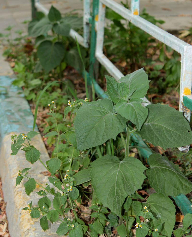 Изображение особи Physalis peruviana.