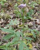 Cardamine quinquefolia