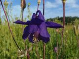 Aquilegia vulgaris