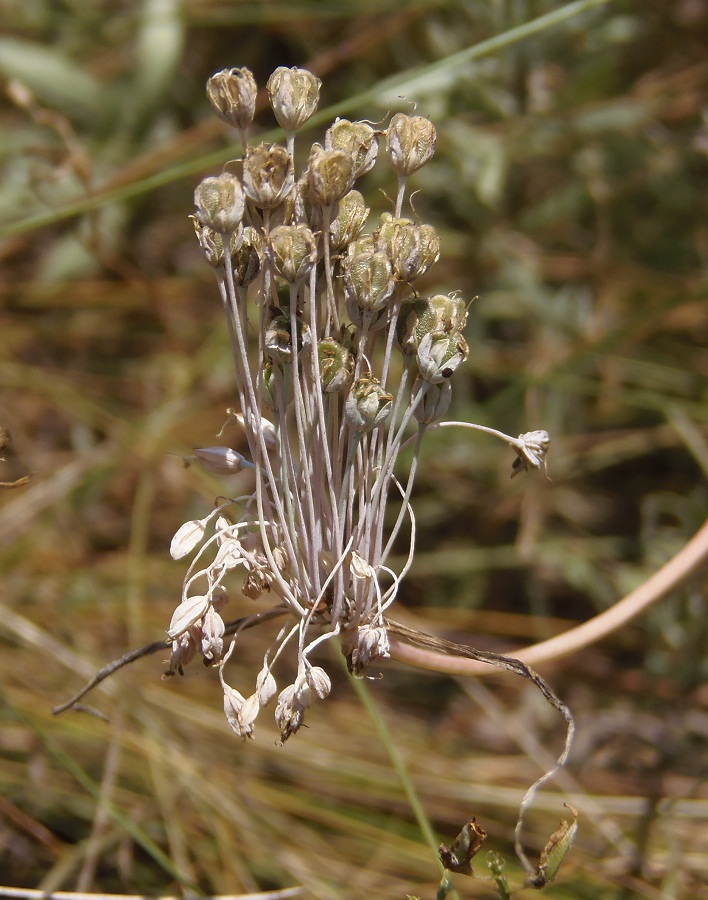 Изображение особи Allium paniculatum.