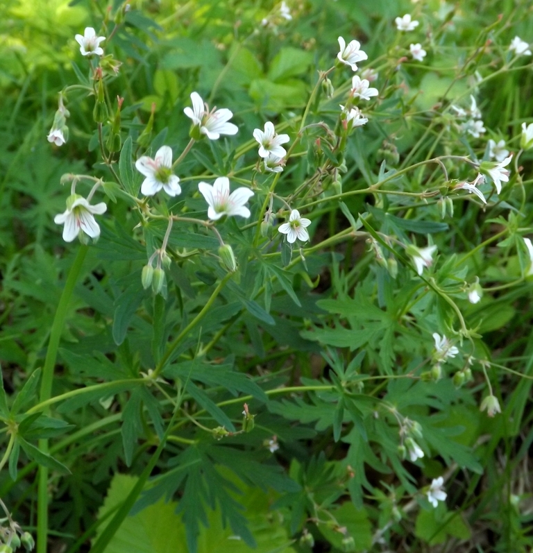 Изображение особи Geranium asiaticum.