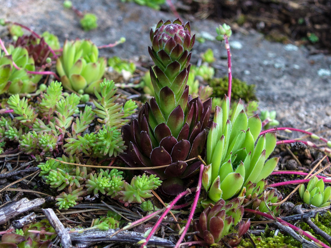 Изображение особи Sempervivum caucasicum.