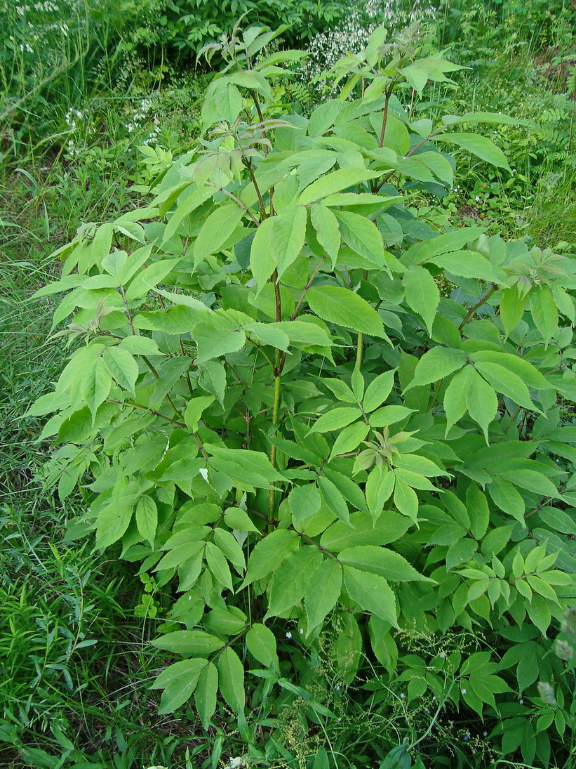 Image of Sambucus racemosa specimen.