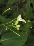 Impatiens parviflora