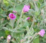 Epilobium villosum. Верхушка цветущего и плодоносящего растения. Крым, Севастополь, с. Андреевка, морской пляж, глина. 10.09.2017.