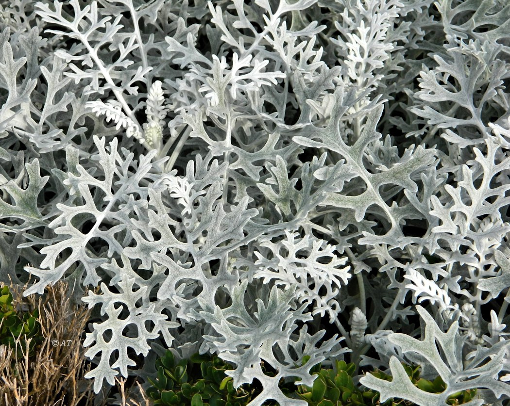 Изображение особи Senecio cineraria.