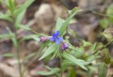 Aegonychon purpureocaeruleum. Верхушка цветущего растения. Крым, Бахчисарайский р-н, окр. пещерного г. Эски-Кермен, лес по дороге к пещерному монастырю Шулдан. 04.05.2009.