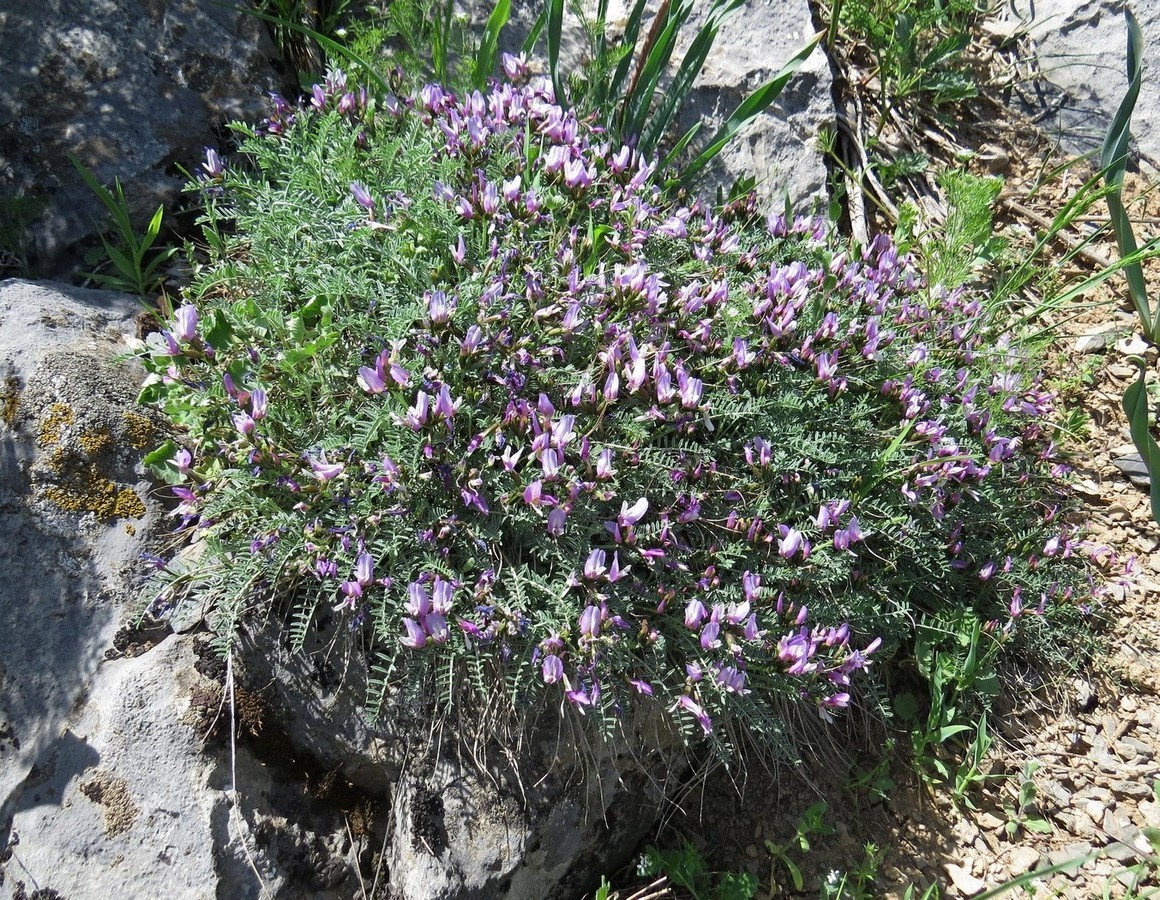 Изображение особи Astragalus pachyrrhizus.