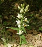 Cephalanthera damasonium