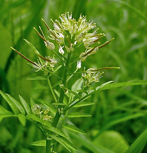 Изображение особи Cardamine impatiens.