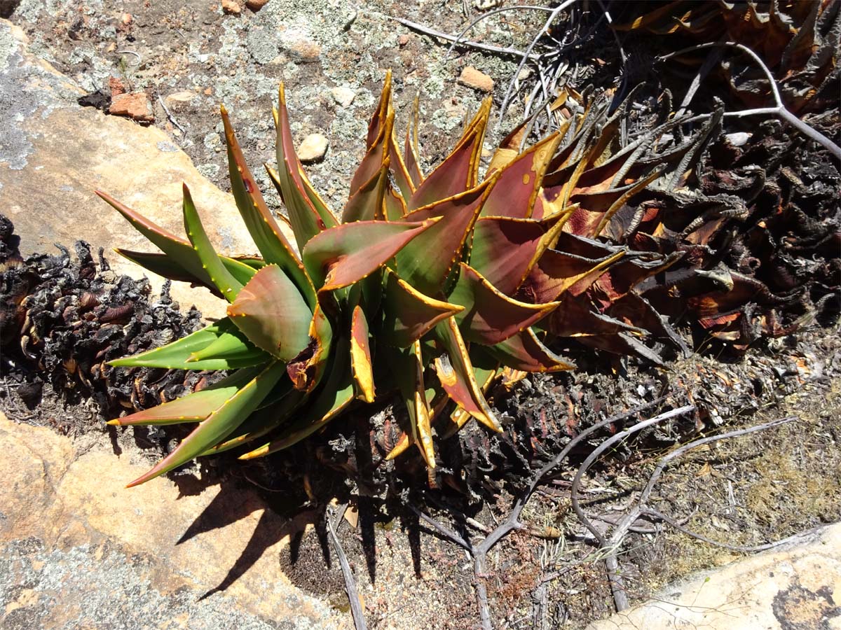 Изображение особи Aloe perfoliata.