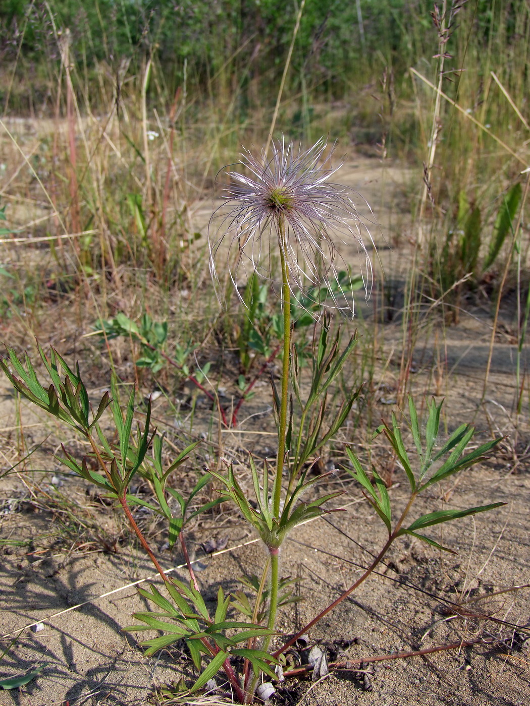 Image of Pulsatilla dahurica specimen.