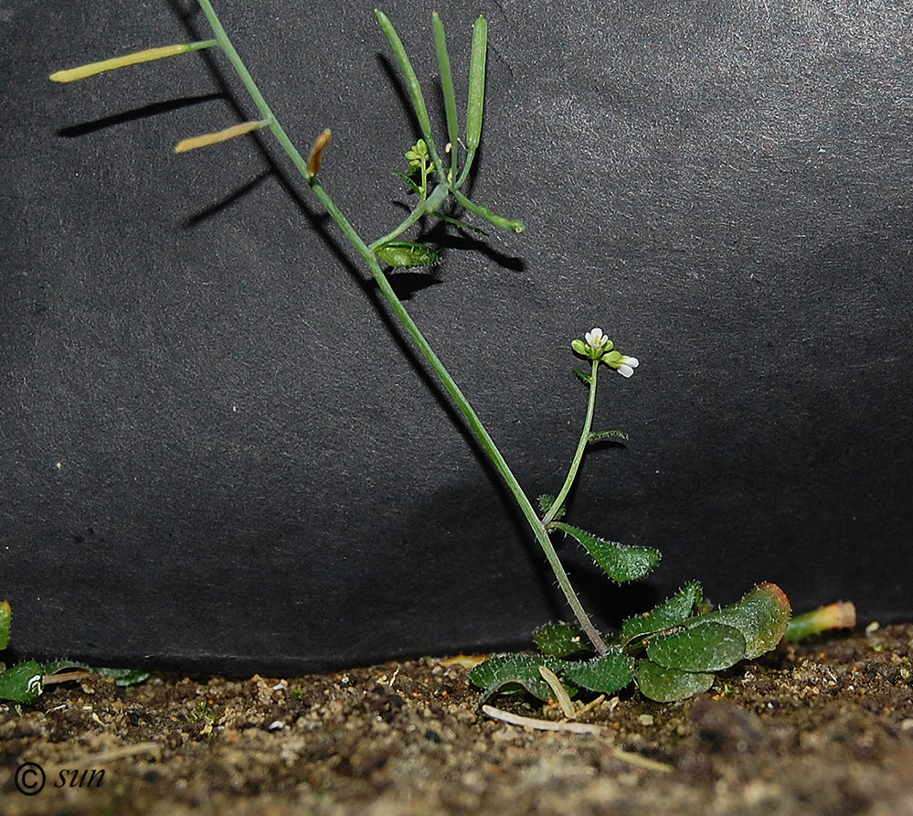 Изображение особи Arabidopsis thaliana.