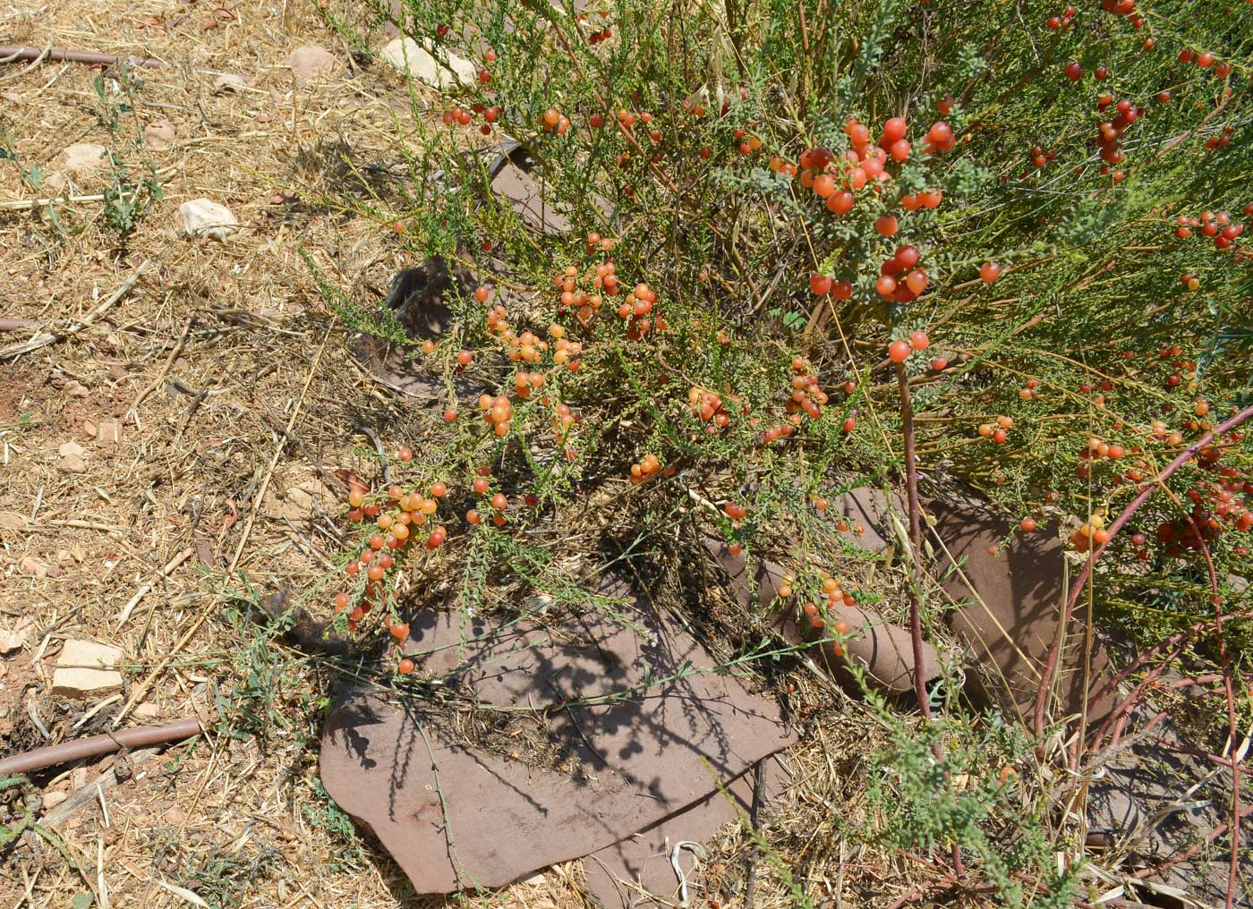 Изображение особи Muraltia spinosa.