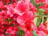 Bougainvillea glabra. Соцветия, прицветники и бутоны. Испания, автономное сообщество Андалусия, г. Севилья, сад Прадо-де-Сан-Себастьян на бульваре Португалия, в культуре. 21.04.2018.