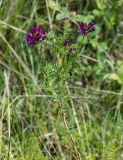 Astragalus austroaltaicus