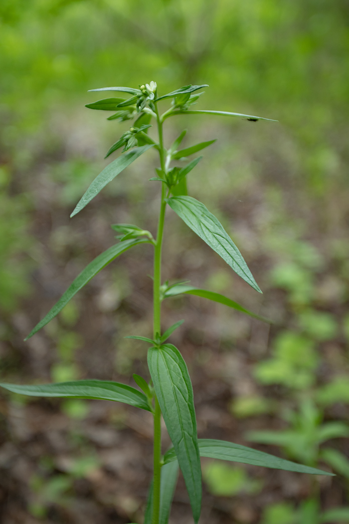 Image of Lithospermum officinale specimen.