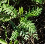 Tanacetum vulgare