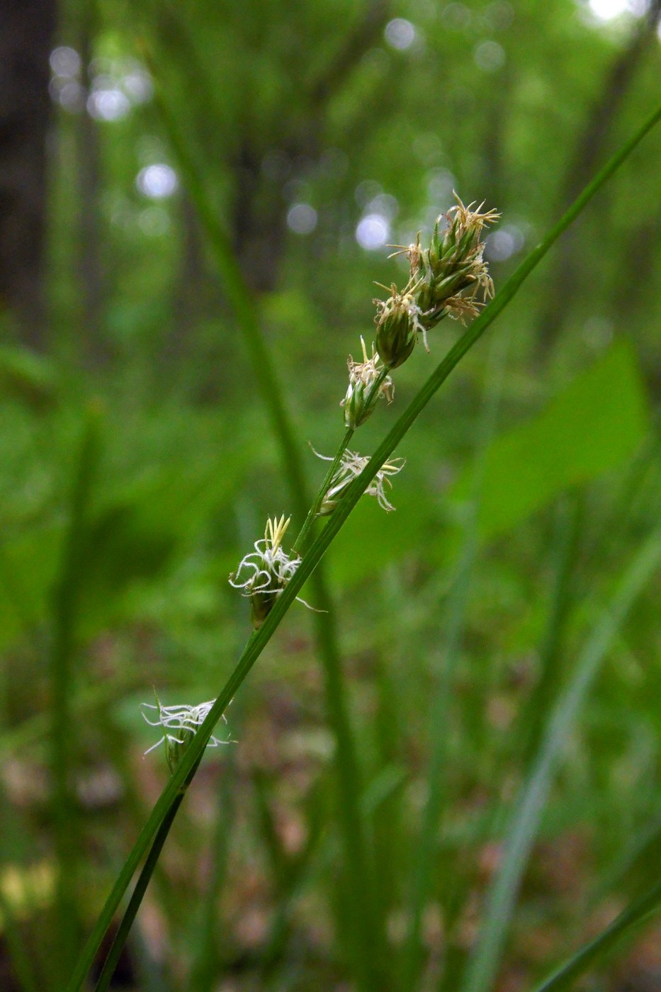 Изображение особи Carex divulsa.