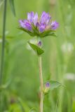 Campanula glomerata