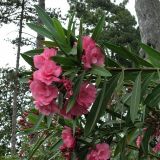 Nerium oleander. Ветвь цветущего растения. Абхазия, Новый Афон. 03.06.2007.