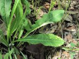 Cichorium intybus