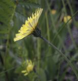 Pilosella officinarum