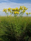 Linum flavum. Цветущее растение в степи. Татарстан, Новошешминский р-н, окр. пос. Совхоз «Красный Октябрь», памятник природы \"Склоны Коржинского\". 10.07.2022.