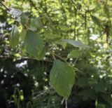 Betula dauurica