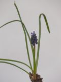 Muscari neglectum