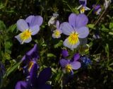 Viola tricolor. Цветки. Карелия, г. Сортавала, обнажение гранито-гнейсов. 15.06.2023.