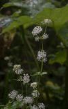 Astrantia pontica. Верхушки цветущих растений. Республика Адыгея, плато Лаго-Наки, верховья р. Цица, ок. 1700 м н.у.м., сосновый лес на границе с субальпийским лугом. 13.08.2023.