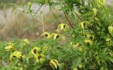 Clematis serratifolia. Побеги с цветками. Луганская народная республика, г. Луганск, ж. д. 10.09.2023.