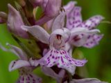 Dactylorhiza fuchsii. Цветок. Московская обл., Талдомский р-н, окр. пгт Запрудня, смешанный лес. 25.06.2023.