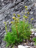 Artemisia norvegica