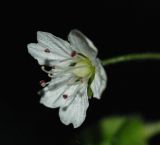 Pseudostellaria japonica