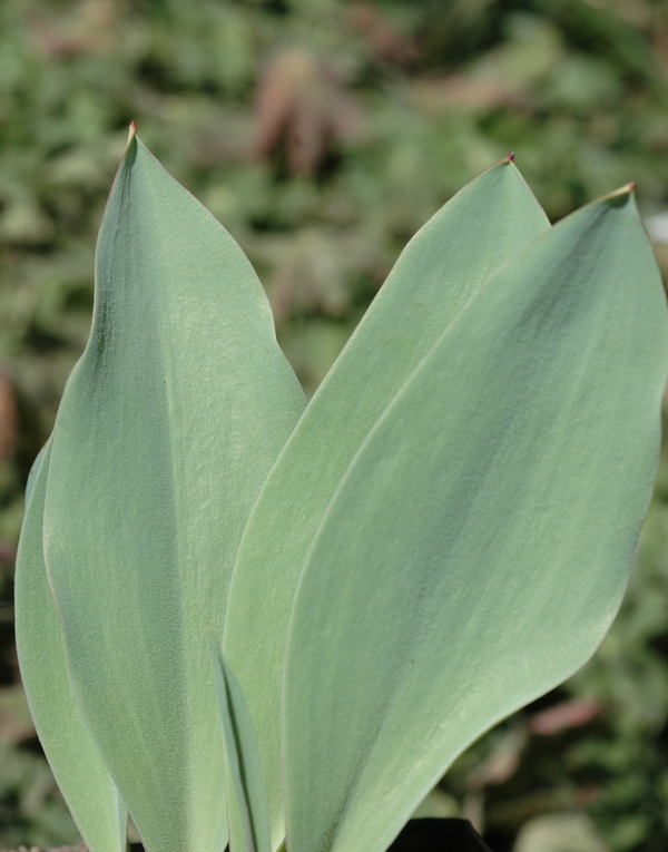 Изображение особи Tulipa ivasczenkoae.
