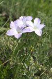 Linum lanuginosum