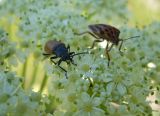 Heracleum stevenii. Часть соцветия с кормящимися насекомыми. Крым, окрестности Ялты, хр. Иограф. 4 июня 2012 г.