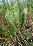 Potentilla recta. Нижний лист (нижняя сторона). Ростовская обл., Персиановская степь, Аютинские склоны, верхняя часть правого коренного берега р. Аюта. 15.05.2012.