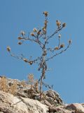 Centaurea × comperiana. Высохшее плодоносящее растение на скале. Крым, окр. Балаклавы. 30.09.2012.