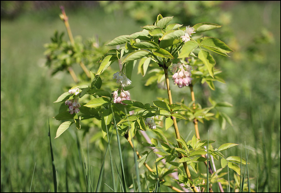 Image of Staphylea pinnata specimen.