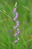 Spiranthes australis. Соцветие. Приморье, окр. пос. Терней, озеро Японское, влажный луг. 15.08.2012.