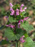 Lamium purpureum