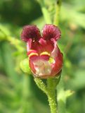 Scrophularia rupestris