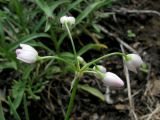 Allium vodopjanovae