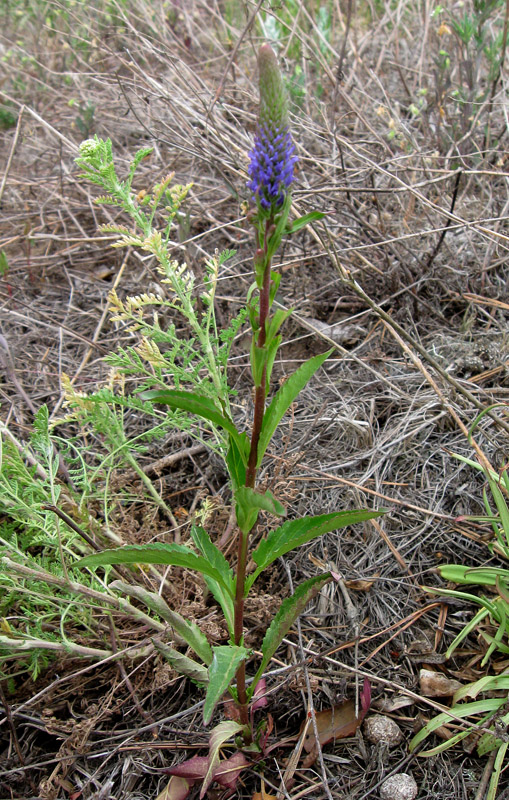 Изображение особи Veronica spicata.